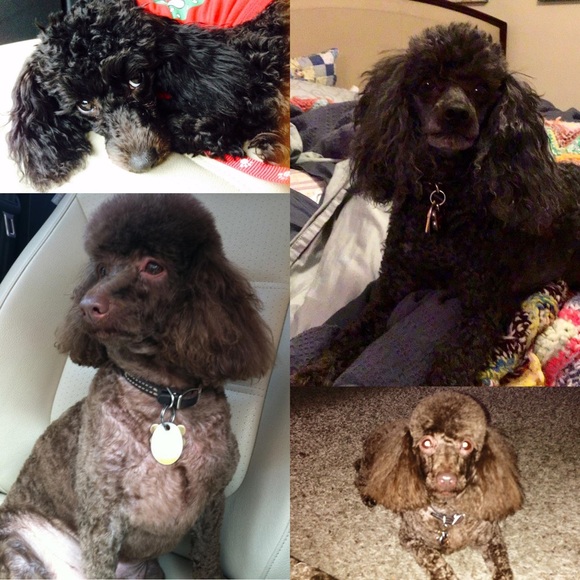 Meet your Posher, Tim - Picture 3 of 13